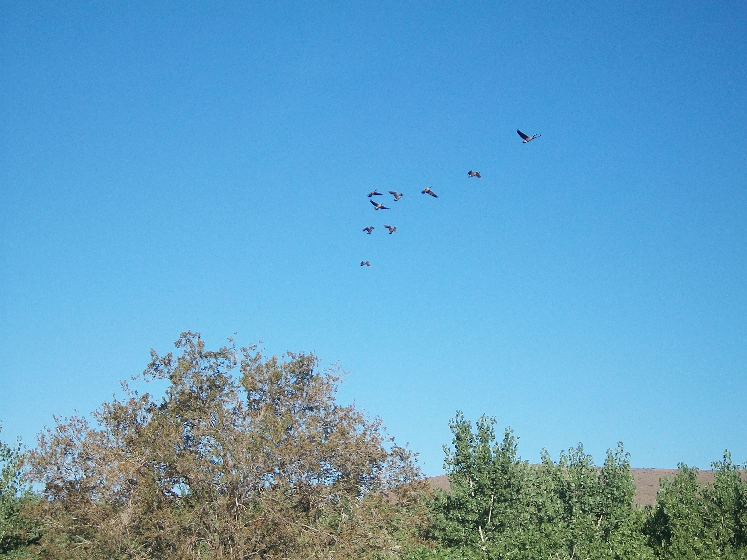 Birds Flying Above Trees