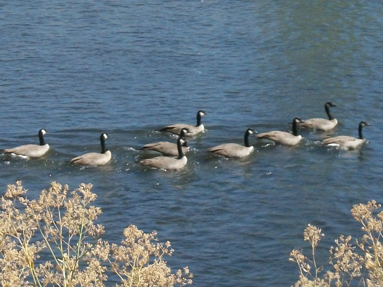 Family of Nine Geese Swimming