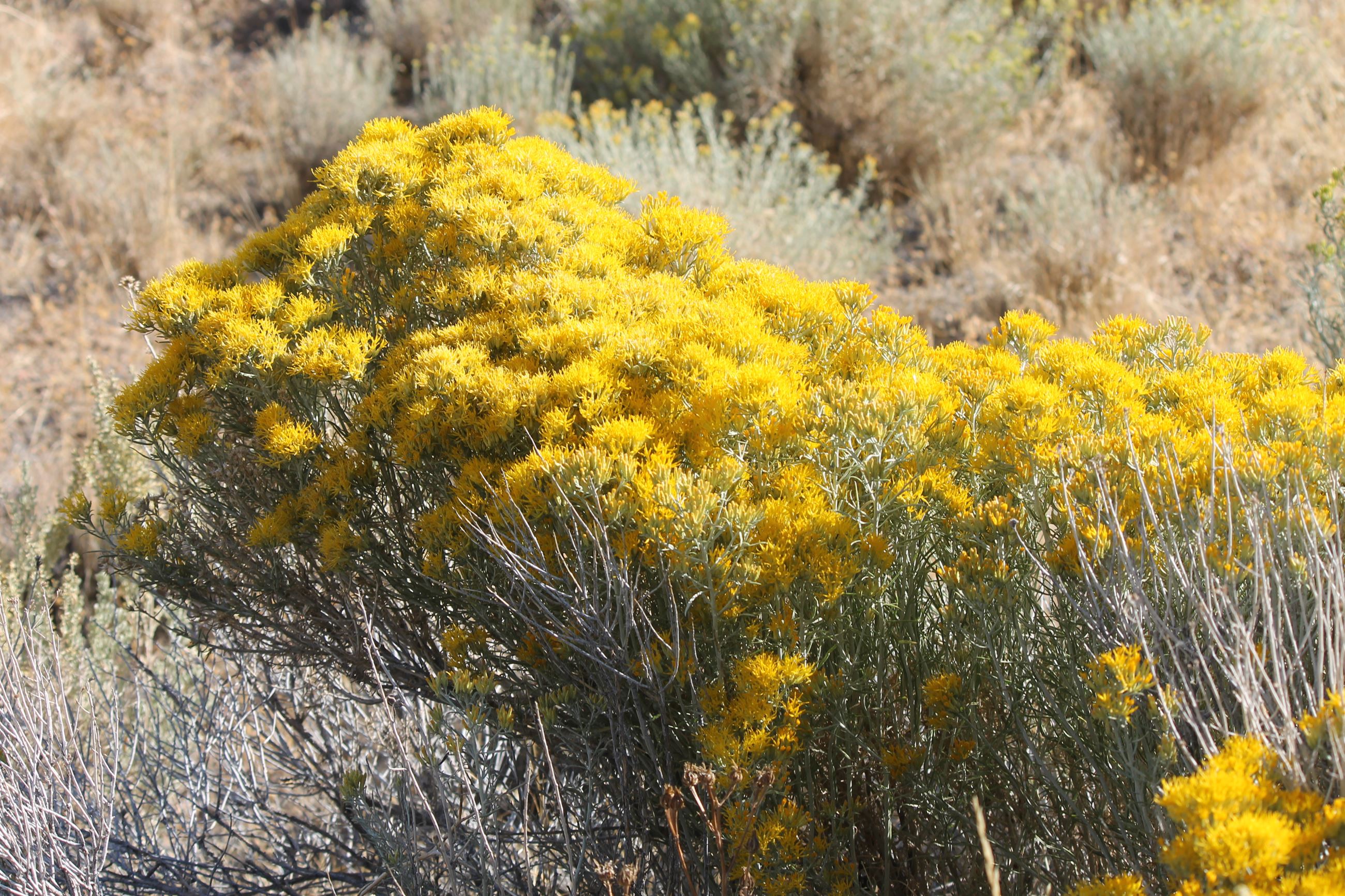 Yellow Rabbitbrush