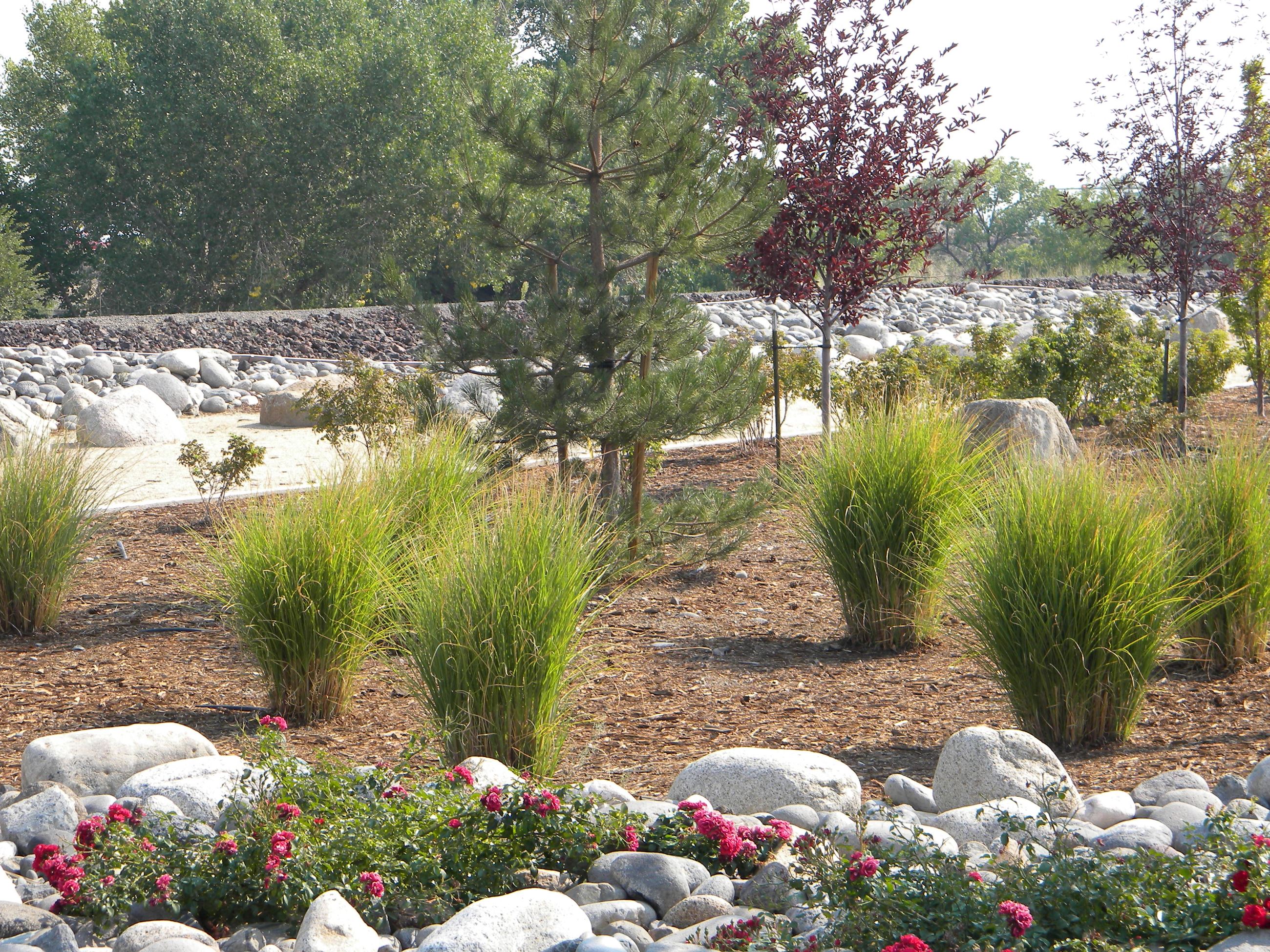 Economic Development Site - Landscaping